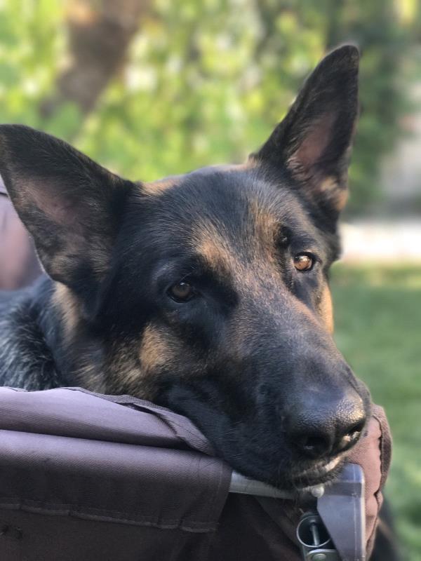 /Images/uploads/International Guiding Eyes Inc/gdapawsitivitycalendar/entries/20777thumb.jpg